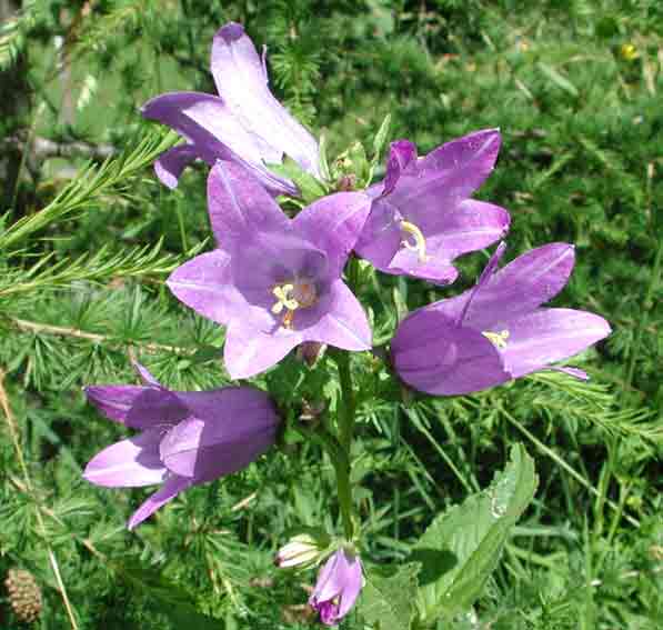  Image name: campanula comune3.jpg 
 width: 597 pixel 
 height: 567 pixel 
 Size: 28946 bytes 
 Click to enlarge 